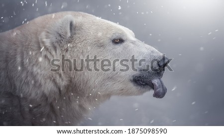 Polar bear goes into the snow, shows his tongue. Beautiful photo.
