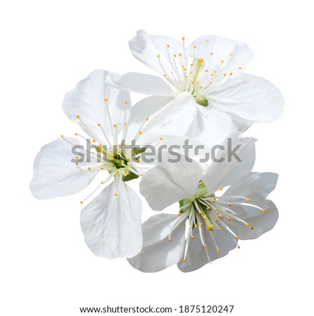 Beautiful sakura cherry blossom flowers isolated on white background. Natural floral background. Floral design element Royalty-Free Stock Photo #1875120247