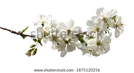 Beautiful sakura cherry blossom flowers isolated on white background. Natural floral background. Floral design element Royalty-Free Stock Photo #1875120256