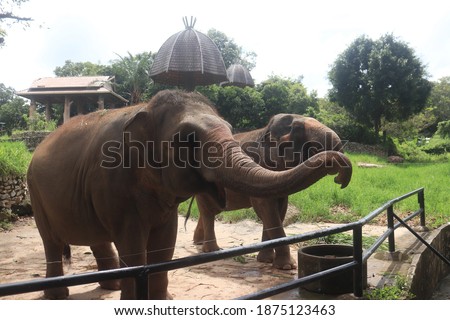 Elephants in Zoo, Cute big elephant walking behind bars on the sand 