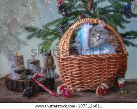 Christmas still life with  decorations and pretty kitty
