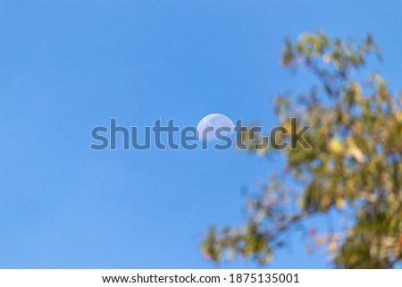 Half Moon and clear blue skies in the evening, out of focus tree branches on the side,
