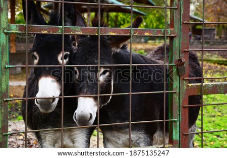 Two beautiful donkeys looking at the camera
