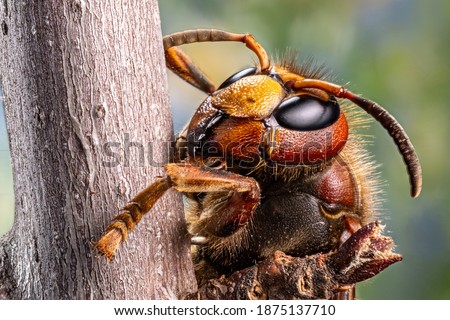 Macro shot of hornet insect. Top margin of the head and all body details are well seen on the picture. 