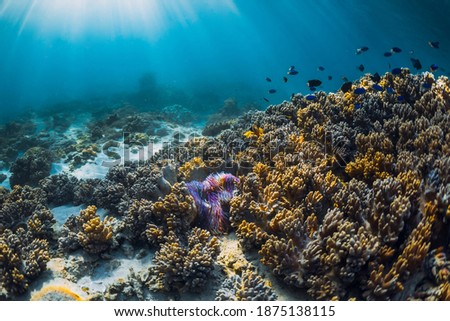 Underwater view with corals, tropical fish and sun rays in blue ocean