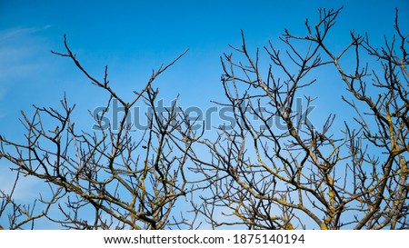 Dry branches on blue sky