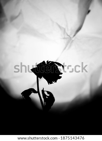 The dried flower of rose.
