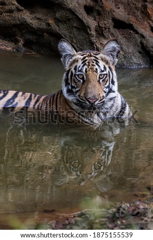 Cub of Panthera Tigris in its natural habitat