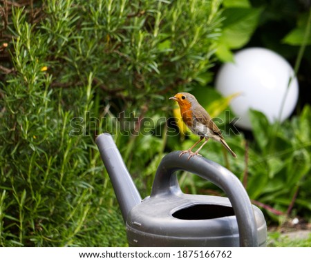 robin sitting on a gray watering can Royalty-Free Stock Photo #1875166762
