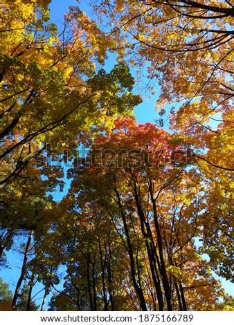 Canopy of trees in the autumn park