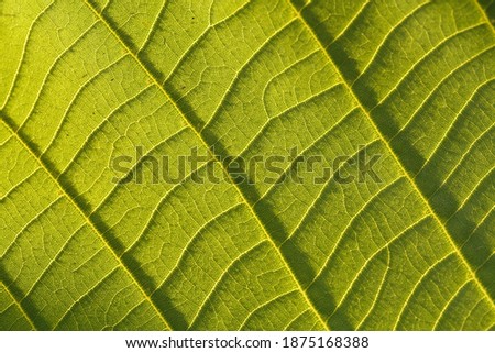 Wallpaper of green leaf fiber