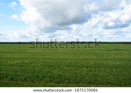A green field of mown grass, slender rows of crops. forest in the distance. blue sky clouds.