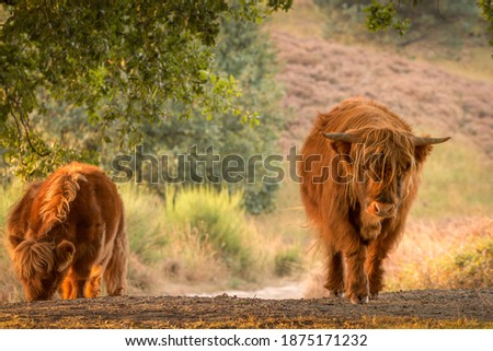 Young Scottish Highland cows grazing and catching early sunlight in nature reserve in the Netherlands