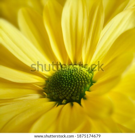 Close up photograph of yellow daisy gerbera flower showing the stamen and petals