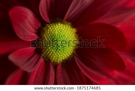 Close up photograph of red gerbera flower showing the stamen and petals
