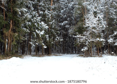 photography of winter forest landscape, snow lying on branches of trees, background image