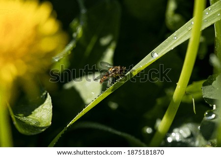 Yellow Bee in a green leaf