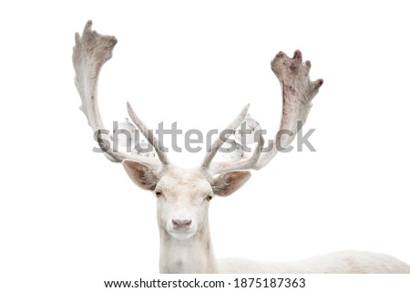 Portrait of young deer isolated on white christmas background