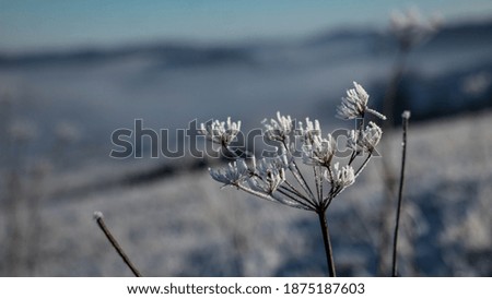 Frozen herb in winter season