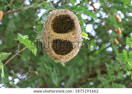 Look up to see a sparrow nest, common name: the abandoned Golden Weaver.