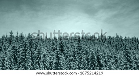Natural background of snowy fir trees. Tidewater green of color, 2021 trend.