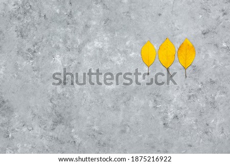 Color of the year 2021 yellow and gray. Yellow leaves on gray grunge background. Flat lay, top view, copy space. Nature concept