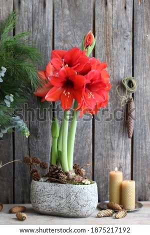 Amaryllis in ceramic pot, natural moss, cones, burning candle on aged weathered wooden background, Vintage style