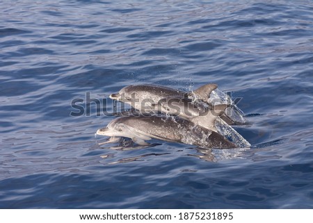 Atlantic spotted dolphin (Stenella frontalis). Picture taken during a whale watching trip in the south of Tenerife, Spain