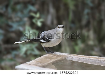 Northern Mockingbird (mimus polyglottos) perched beside a bird bath 
