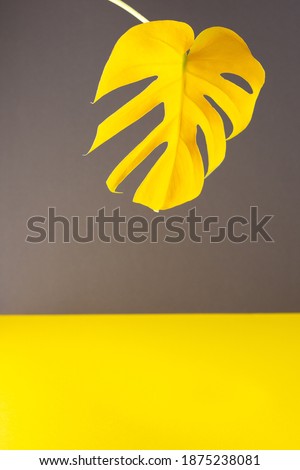 Yellow leaf of home flower Monstera close-up illuminated on trendy gray and yellow background, trendy colors of the year