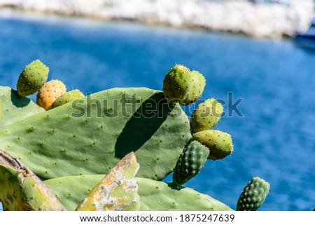 prickly pears on a Greek island