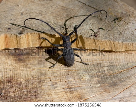 Beetle pest of oak stands and massifs, inhabitant of oak forests in the European part on a tree stump on a Sunny day, Cerombyx cerdo, L; 1758.