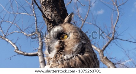 Long-eared owl against the background of the spring sky