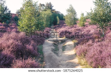 Sandy path through the heaths in the Veluwe National Park during sunset in The Netherlands