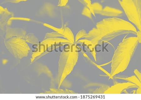 Leaves of a wild grape vine illuminated by sunlight in trending colors of 2021. Abstract background leaves pattern in illuminating yellow and ultimate gray color. 
