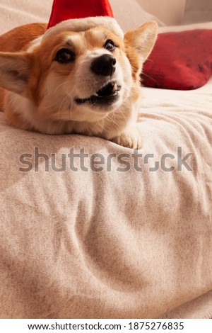 Pembroke Welsh Corgi on a sofa with a red Christmas cap on his head. Dog with a Santa Claus's hat.