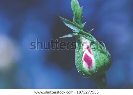 Rose bud against dark blue blurred background