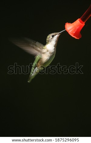 Photo of a hummingbird at a bird feeder.