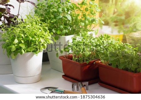 Various edible greens grow in pots on the windowsill. Growing healthy vitamin greens at home Royalty-Free Stock Photo #1875304636