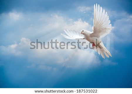Dove in the air with wings wide open in-front of the sun Royalty-Free Stock Photo #187531022