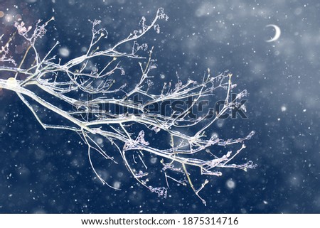 Frozen winter forest with snow covered trees. outdoor. Festive Christmas card.