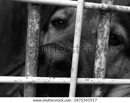 Black and white picture of a dog behind a gate, with a main focus on the texture of it’s nose.