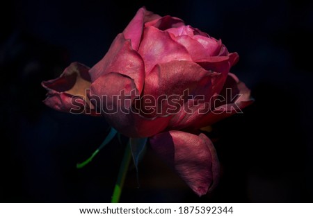 Velvet Red Rose, Black Backgraund