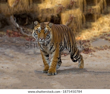 A large very beautiful tiger looking ahead strides along a wide gray dirt road