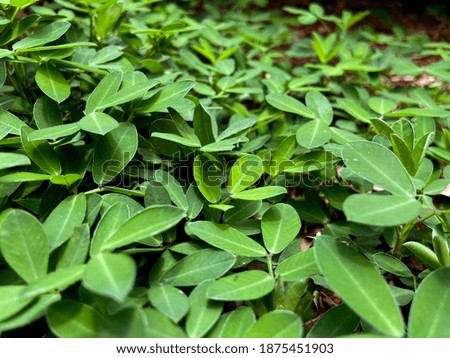 Green beauty beautiful plant outdoor outside leaf natural water nature texture vegetables vegetation many leaves