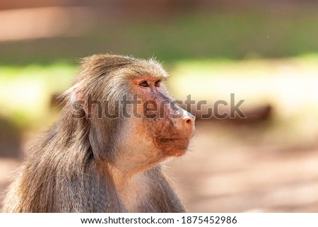 Closup profile photo of a Hamadryas baboon with a blurred nature background