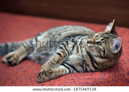 young beautiful tabby cat, brown with black