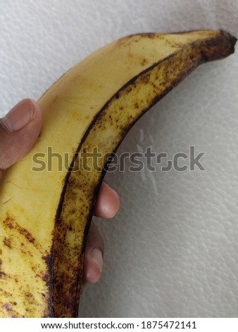 Pisang Tanduk or Horn Banan on isolated hands against a white background. In Indonesia, horn banana can reach 50 cm,and usually are served with fried and boiled. 