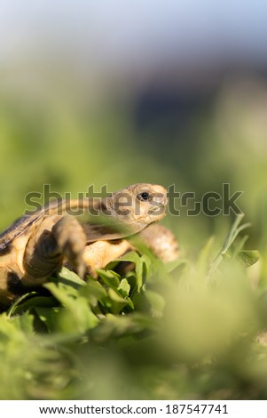turtle in nature