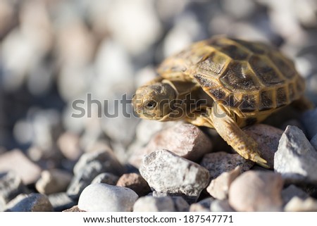 turtle on rocks in nature